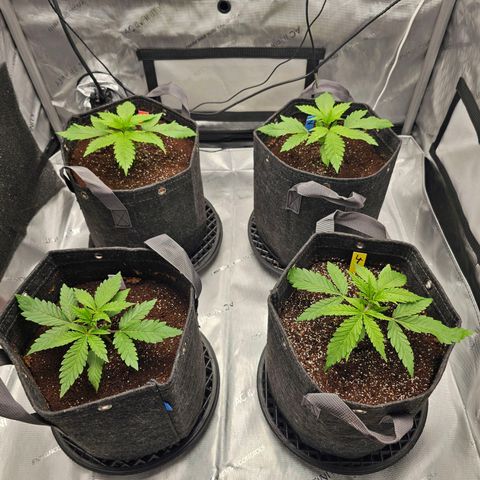 Mimosa x Orange Punch (4 phenos) growlog timeline photo