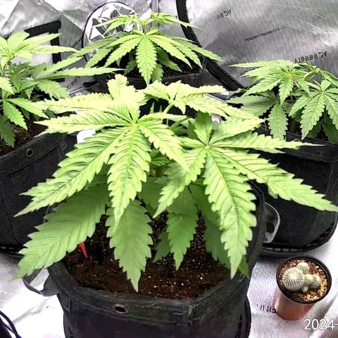 Mimosa x Orange Punch (4 phenos) growlog timeline photo