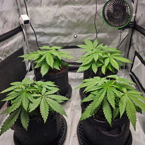 Mimosa x Orange Punch (4 phenos) growlog timeline photo