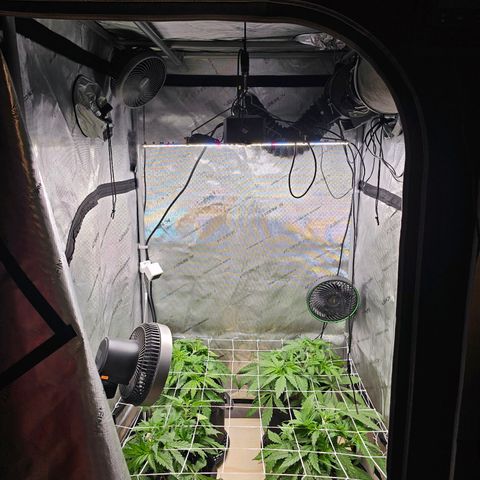 Mimosa x Orange Punch (4 phenos) growlog timeline photo
