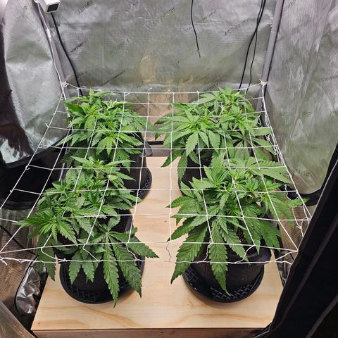 Mimosa x Orange Punch (4 phenos) growlog timeline photo