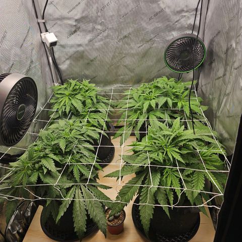 Mimosa x Orange Punch (4 phenos) growlog timeline photo