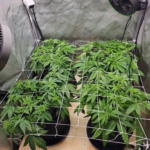 Mimosa x Orange Punch (4 phenos) growlog timeline photo