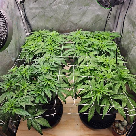 Mimosa x Orange Punch (4 phenos) growlog timeline photo