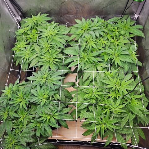 Mimosa x Orange Punch (4 phenos) growlog timeline photo