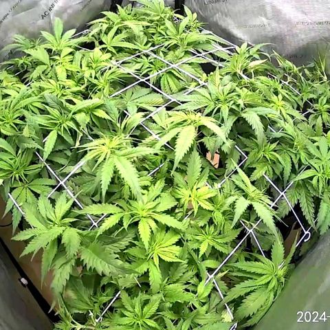 Mimosa x Orange Punch (4 phenos) growlog timeline photo