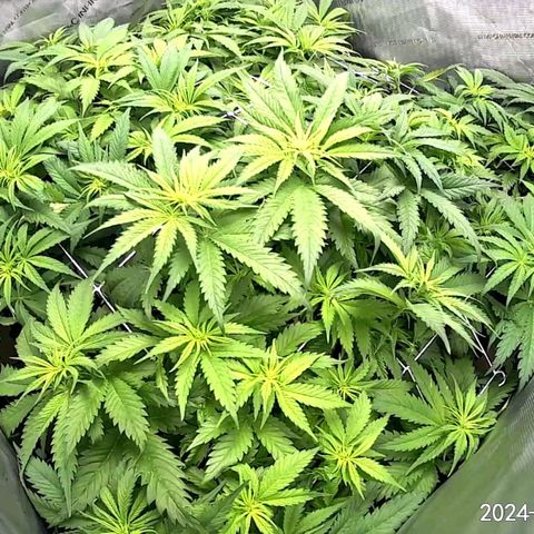 Mimosa x Orange Punch (4 phenos) growlog timeline photo