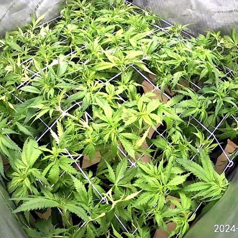 Mimosa x Orange Punch (4 phenos) growlog timeline photo