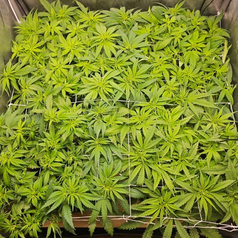 Mimosa x Orange Punch (4 phenos) growlog timeline photo