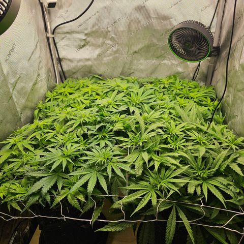 Mimosa x Orange Punch (4 phenos) growlog timeline photo