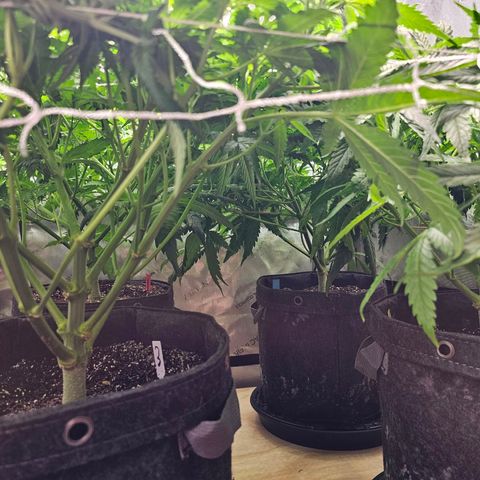 Mimosa x Orange Punch (4 phenos) growlog timeline photo