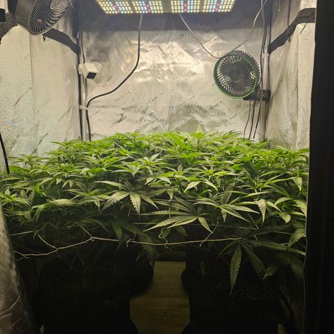 Mimosa x Orange Punch (4 phenos) growlog timeline photo