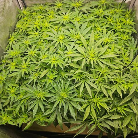 Mimosa x Orange Punch (4 phenos) growlog timeline photo