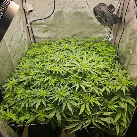 Mimosa x Orange Punch (4 phenos) growlog timeline photo