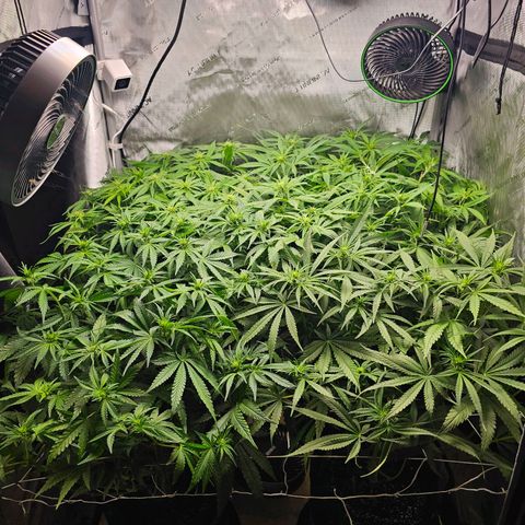 Mimosa x Orange Punch (4 phenos) growlog timeline photo
