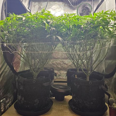 Mimosa x Orange Punch (4 phenos) growlog timeline photo