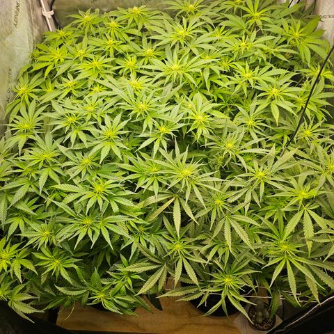 Mimosa x Orange Punch (4 phenos) growlog timeline photo