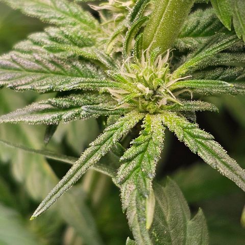 Mimosa x Orange Punch (4 phenos) growlog timeline photo