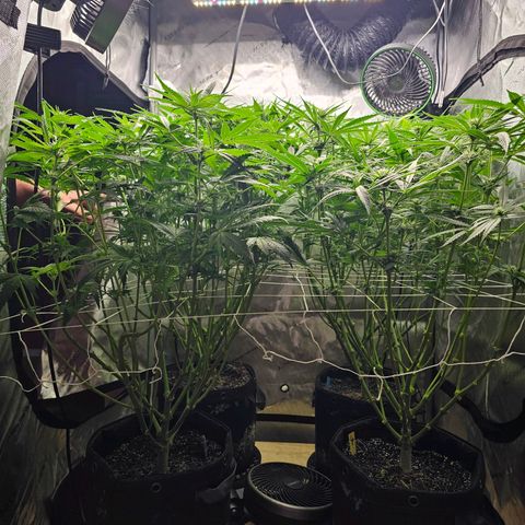 Mimosa x Orange Punch (4 phenos) growlog timeline photo
