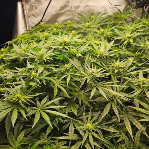 Mimosa x Orange Punch (4 phenos) growlog timeline photo