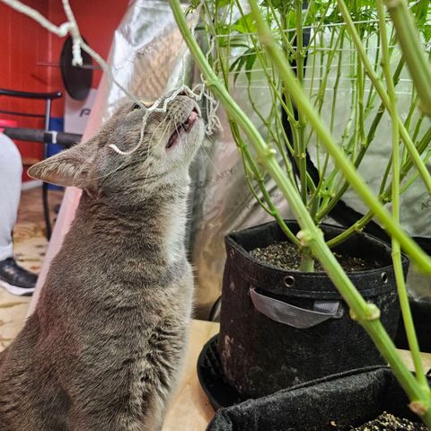 Mimosa x Orange Punch (4 phenos) growlog photo: Approved by the bossman.