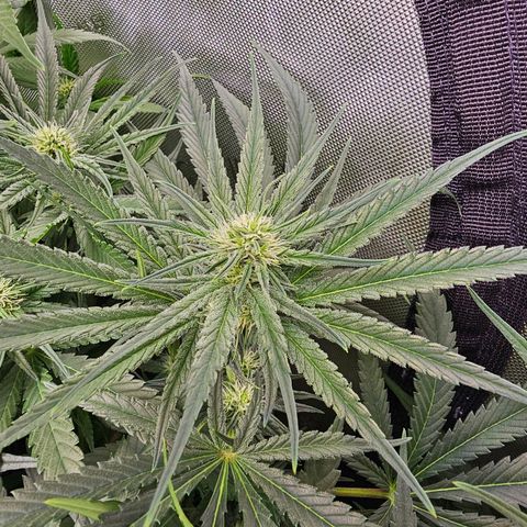 Mimosa x Orange Punch (4 phenos) growlog timeline photo