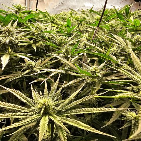 Mimosa x Orange Punch (4 phenos) growlog timeline photo