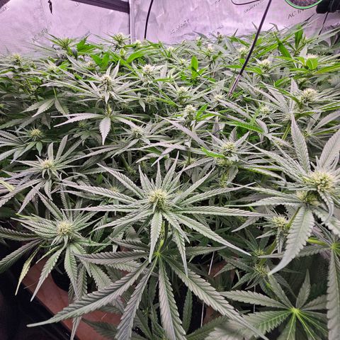 Mimosa x Orange Punch (4 phenos) growlog timeline photo