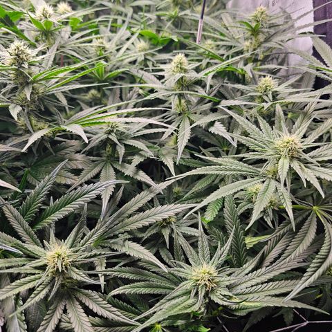 Mimosa x Orange Punch (4 phenos) growlog timeline photo