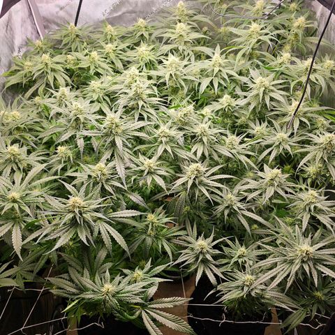 Mimosa x Orange Punch (4 phenos) growlog timeline photo