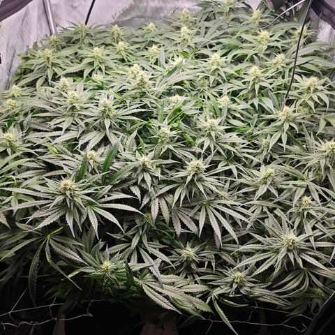 Mimosa x Orange Punch (4 phenos) growlog timeline photo