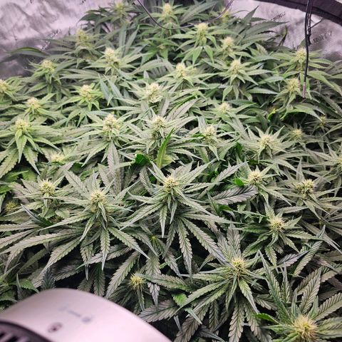 Mimosa x Orange Punch (4 phenos) growlog timeline photo