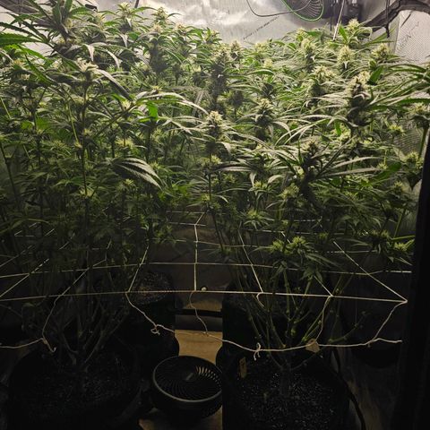 Mimosa x Orange Punch (4 phenos) growlog timeline photo