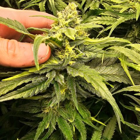 Mimosa x Orange Punch (4 phenos) growlog timeline photo