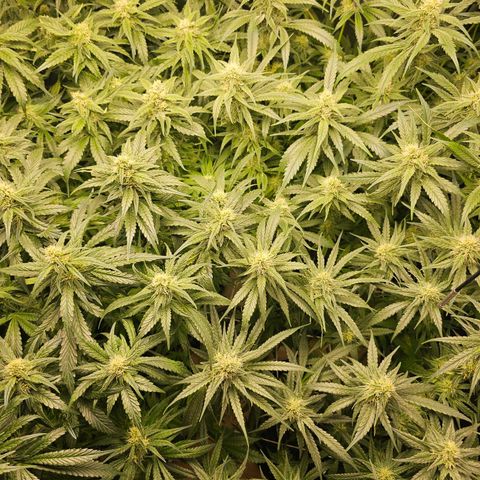 Mimosa x Orange Punch (4 phenos) growlog timeline photo