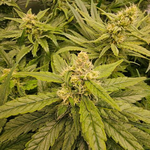 Mimosa x Orange Punch (4 phenos) growlog timeline photo