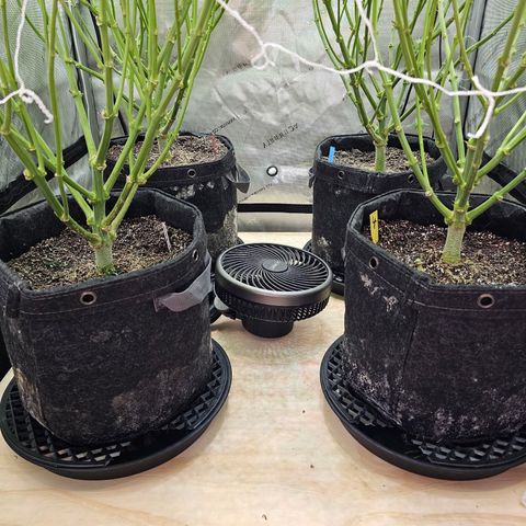 Mimosa x Orange Punch (4 phenos) growlog timeline photo
