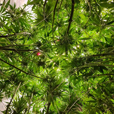Mimosa x Orange Punch (4 phenos) growlog timeline photo