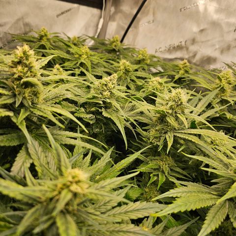Mimosa x Orange Punch (4 phenos) growlog timeline photo