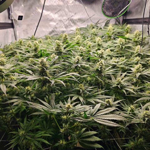 Mimosa x Orange Punch (4 phenos) growlog timeline photo