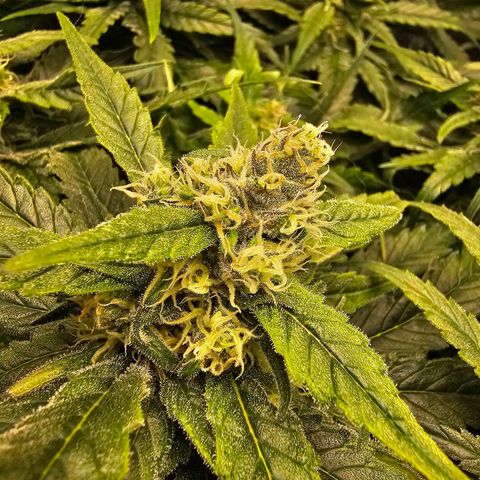 Mimosa x Orange Punch (4 phenos) growlog timeline photo