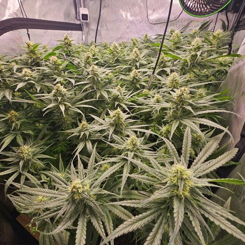Mimosa x Orange Punch (4 phenos) growlog timeline photo