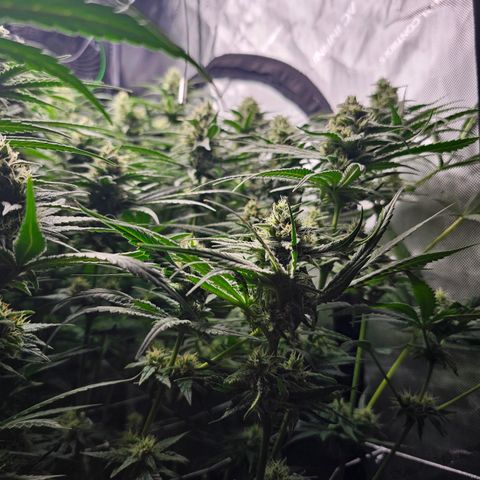 Mimosa x Orange Punch (4 phenos) growlog timeline photo