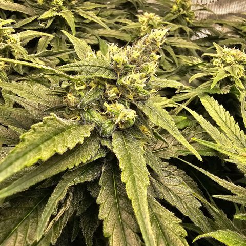 Mimosa x Orange Punch (4 phenos) growlog timeline photo