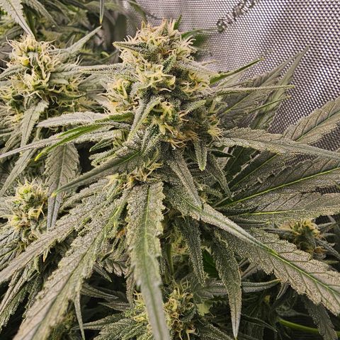 Mimosa x Orange Punch (4 phenos) growlog timeline photo