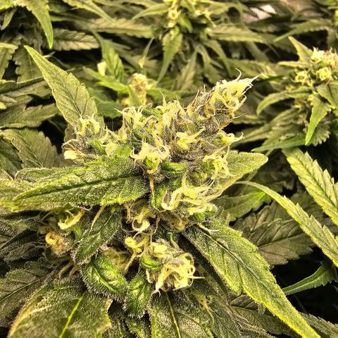Mimosa x Orange Punch (4 phenos) growlog timeline photo