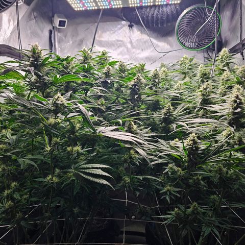 Mimosa x Orange Punch (4 phenos) growlog timeline photo