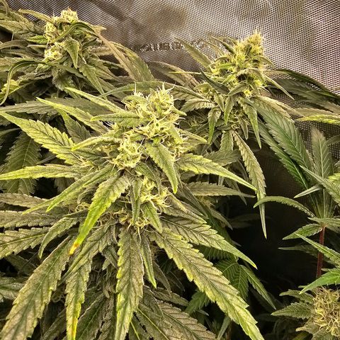 Mimosa x Orange Punch (4 phenos) growlog timeline photo