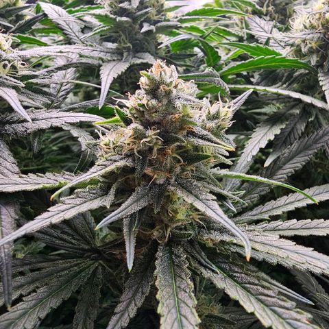 Mimosa x Orange Punch (4 phenos) growlog timeline photo