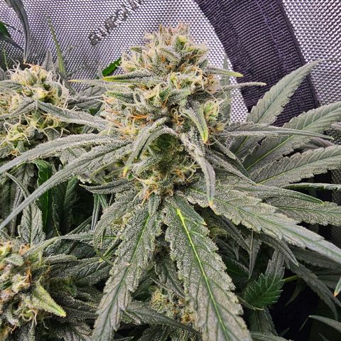Mimosa x Orange Punch (4 phenos) growlog timeline photo